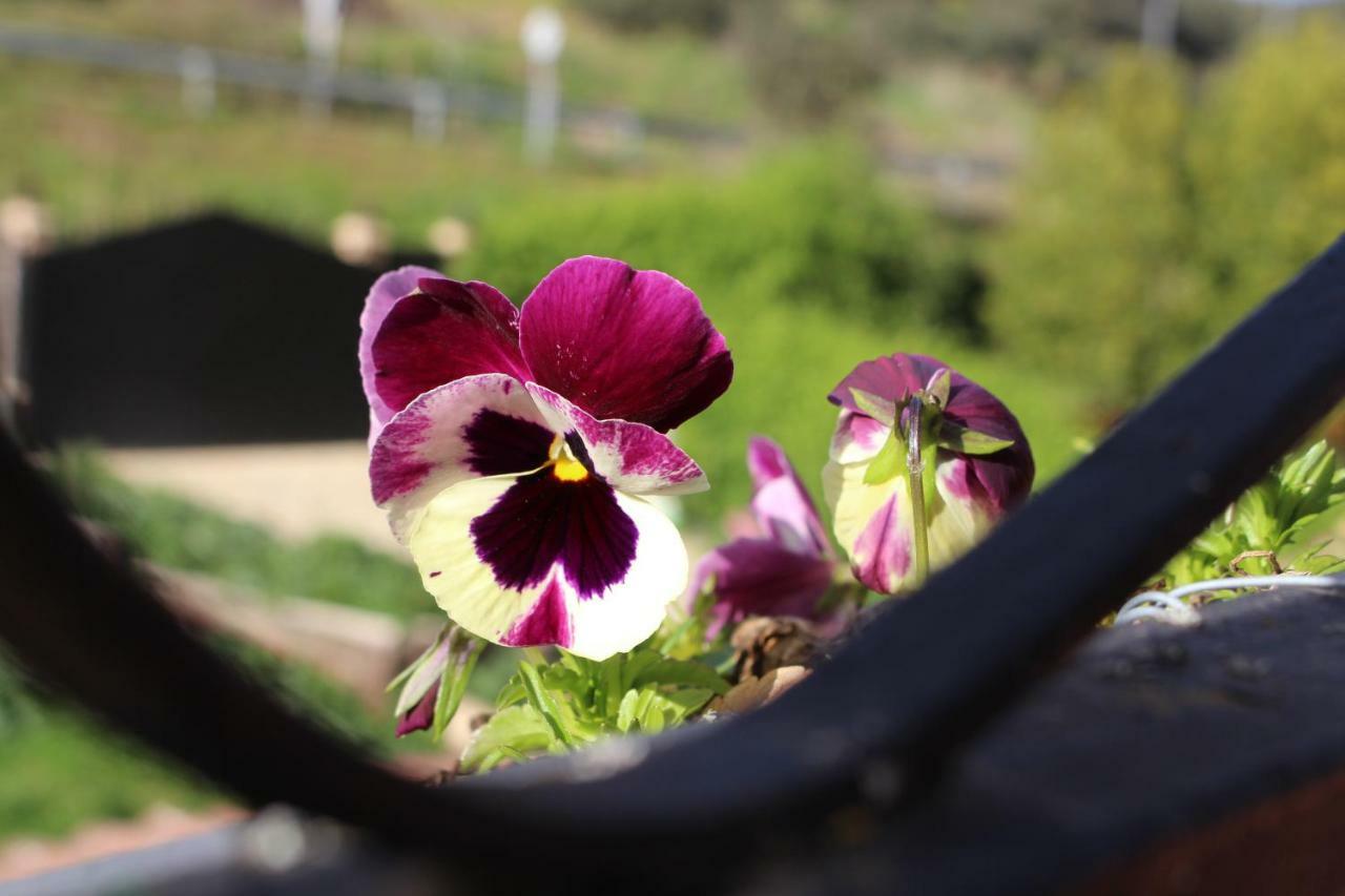 El Balcon Del Hueznar Lejlighed Cazalla de la Sierra Eksteriør billede